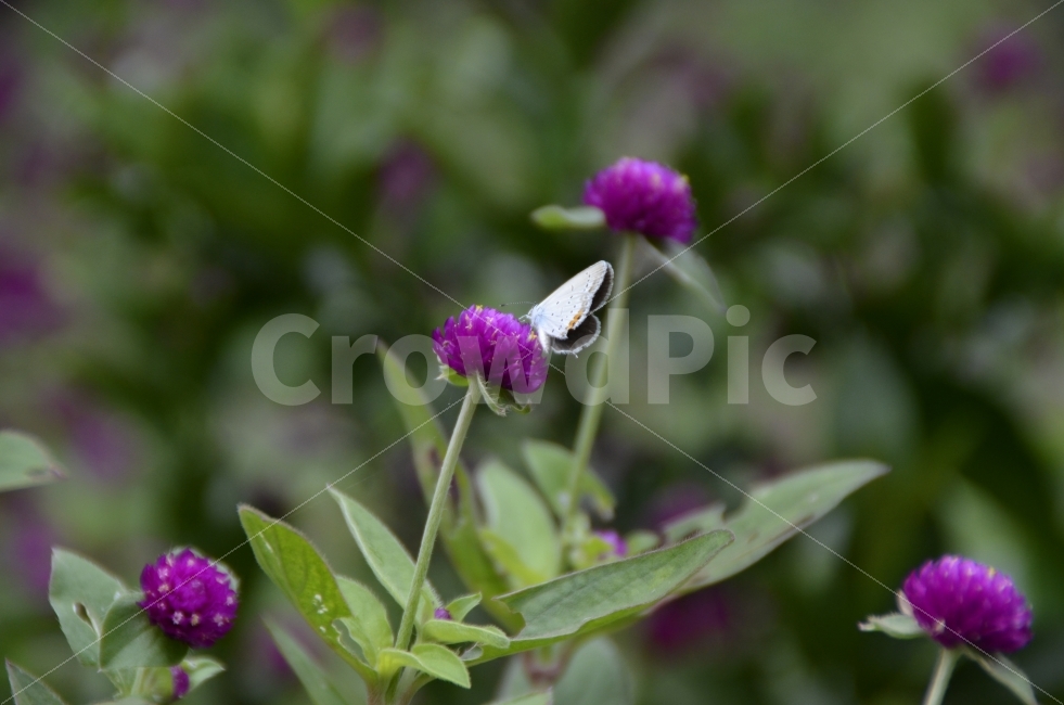 나비,butterfly,보라색,접사,붉은꽃,식물,자연,plants,nature,동물,animal,곤충,벌레,insect,bug,꽃,flower