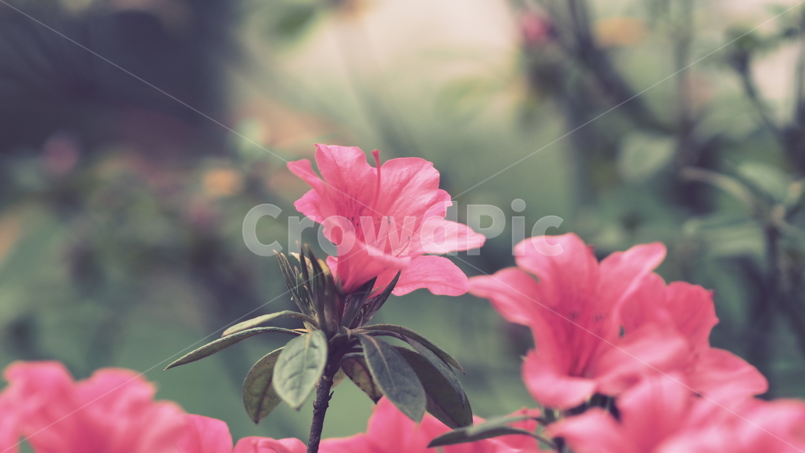 꽃,야생화,배경화면,자연,사물