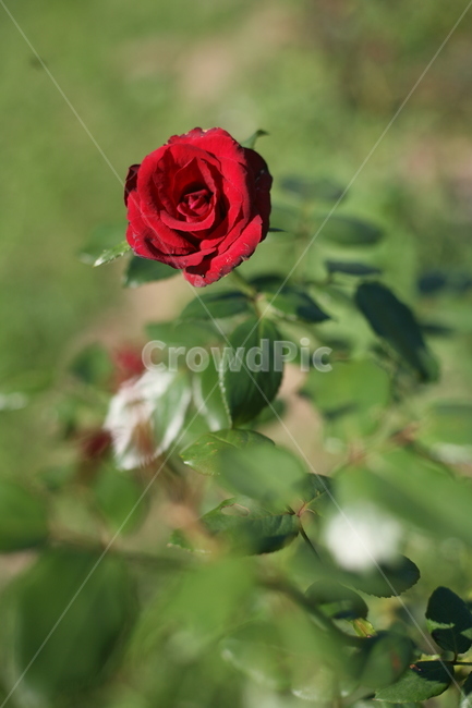 장미,flower,rose,꽃,plant,식물,blossom