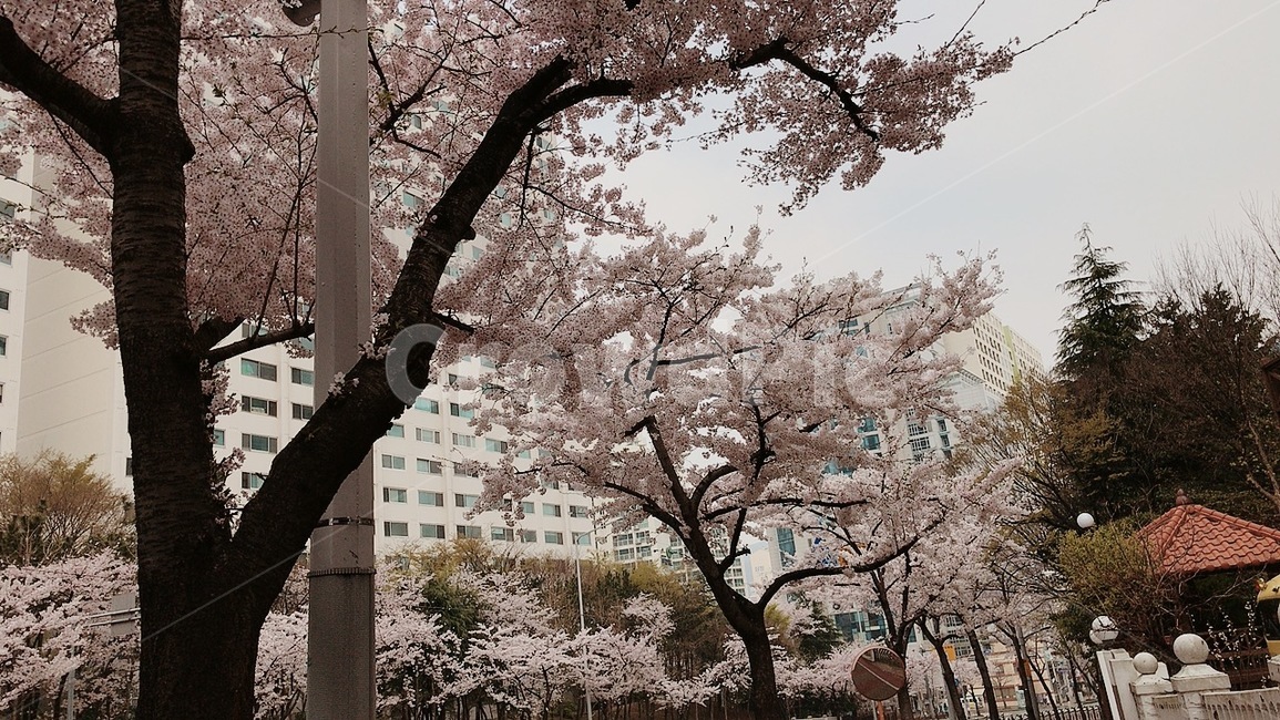 벚꽃,동네,한적한거리,꽃길,나무,가로수,봄,계절,spring,season,plant,식물,blossom,꽃,flower,cherry blossom