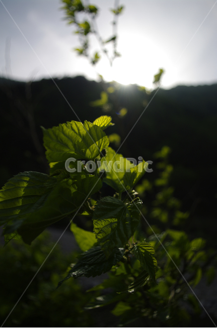나무,잎,초록,식물,plant,식물,자연,plants,nature