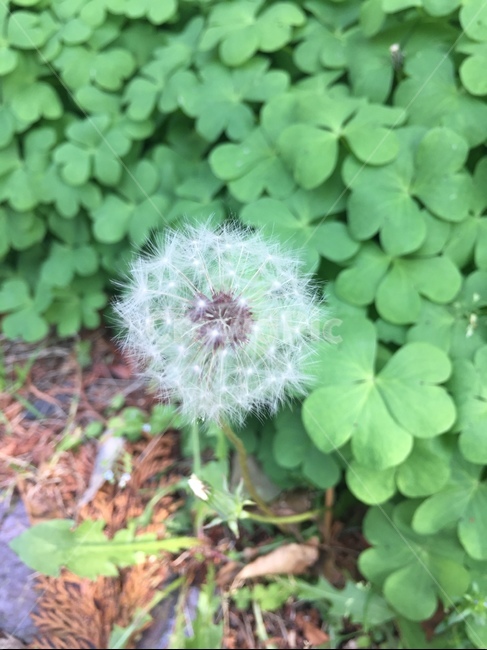 민들레,민들레홀씨,꽃,홀씨,앉은뱅이꽃