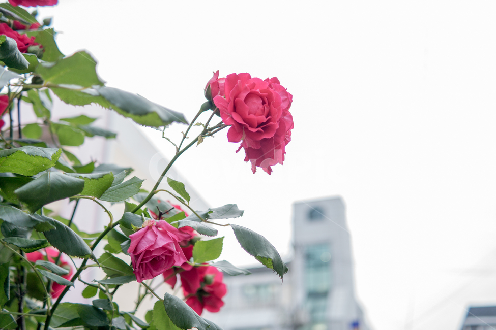 장미,가을장미,붉은장미,레드장미,빨간장미,가을,가을꽃,화단,가을화단꽃,자연,식물,plants,nature,flower,spring,아웃포커싱,공원,식물,자연,plants,nature,꽃,flower