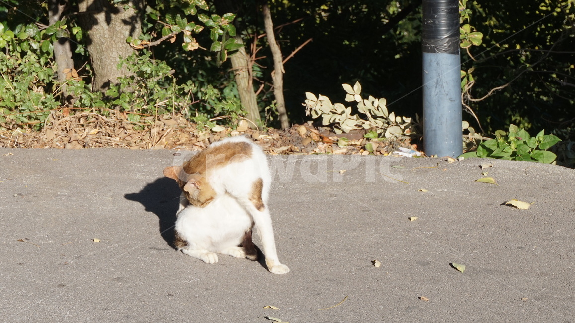 고양이,길고양이,귀여움,고양,냥냥,동물,동물,animal,포유류,mammal,고양이,cat,kitten,kitty