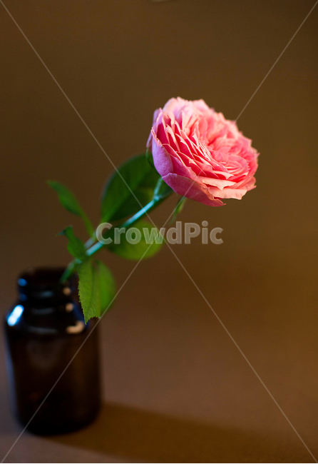 꽃,분홍꽃,분홍장미,flower,식물,식물,자연,plants,nature,꽃,flower,실내용화초,화분,화초,house plant