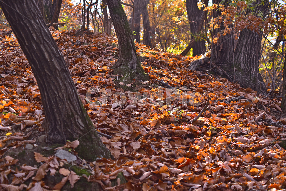 가을,가을배경,낙엽,단풍잎,계절,시즌,야외,옥외,배경,바탕,백그라운드,leaf,autumn,fall,season,background,maple,메이플,보케,빛망울,플레어,flare,plant,tree,나무,참나무,나무줄기,산책로,힐링,healing,가을숲,가을분위기,가을감성,땅,대지,마른잎,건조,가을,계절,fall,autumn,season,자연,풍경,nature,landscape,식물,tree trunk,나무 줄기,잎