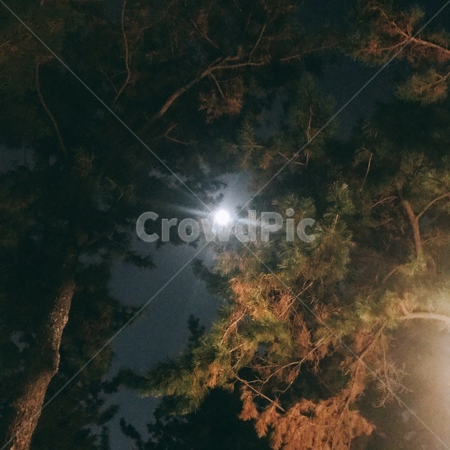 달,밤,나무,가로등,분위기,감성,하늘,밤하늘,야경,밤,풍경,nightscape,night,landscape,light,빛,flare,플레어,nature,자연,outdoors,옥외,scenery