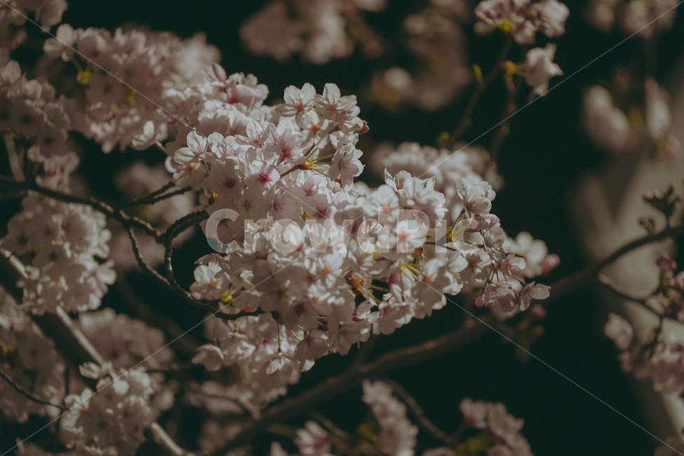 벚꽃,야경,꽃,봄,제주,봄,계절,spring,season,식물,자연,plants,nature,꽃,flower,plant,blossom