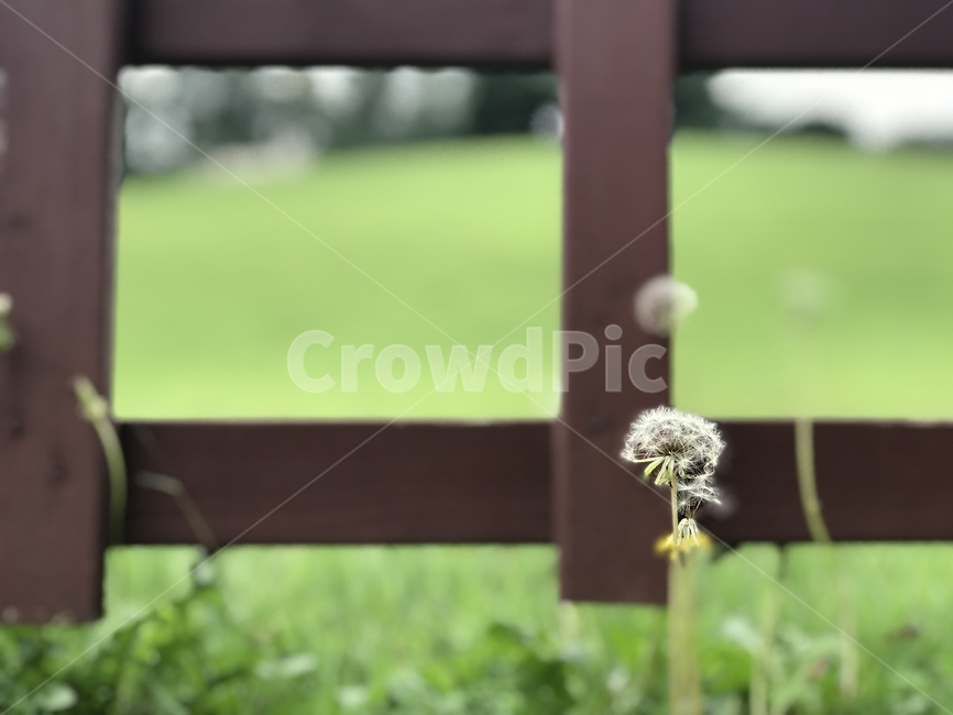 plant,식물,자연,들꽃,잔디,식물,자연,plants,nature