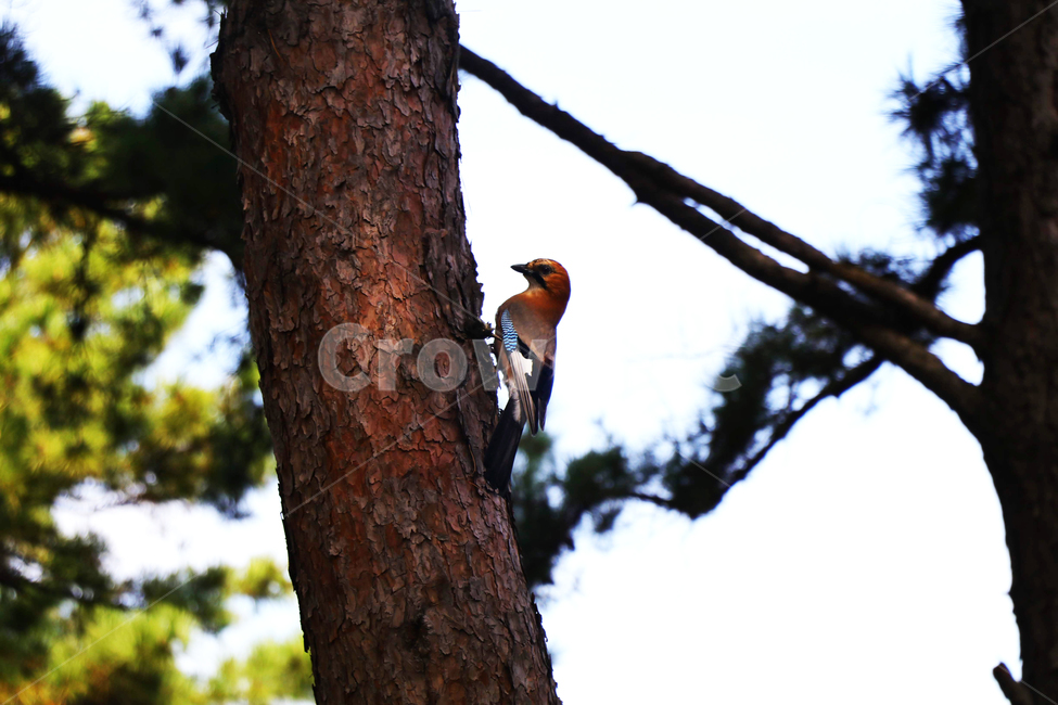 나무,숲,나뭇잎,새,조류,딱따구리,동물,animal,조류,새,birds