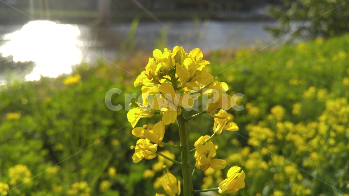 유채꽃,꽃,노랑꽃,노랑색,식물,계절,감성,배경,rapeflower,flower,yellow,flant,season,emotional,background