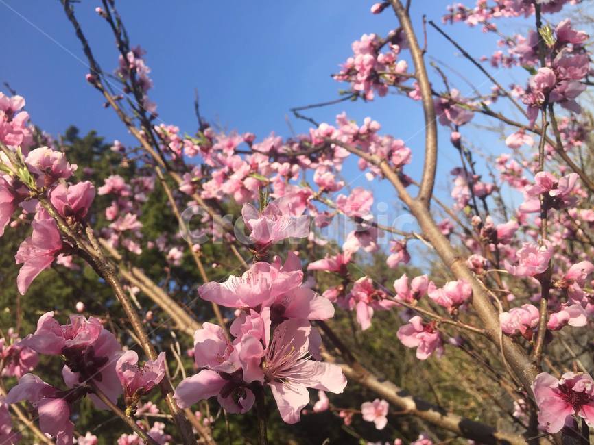 flower,꽃,봄꽃,핑크,핑크꽃
