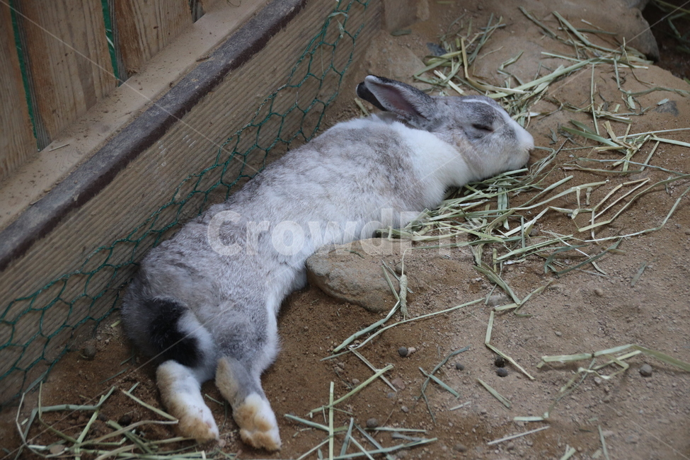 토끼,동물,자연,귀여움,순한,동물,animal,포유류,mammal
