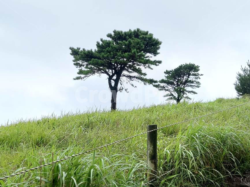 기상소나무,등산,맑은날,푸른기상,초록힐링,자연,풍경,nature,landscape