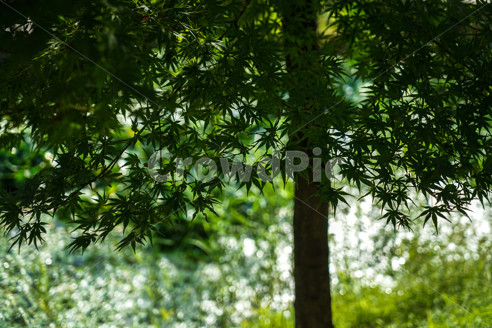 나무,단풍,공원,가을,물단풍,단풍잎,식물,자연,plants,nature,나무,trees,wood