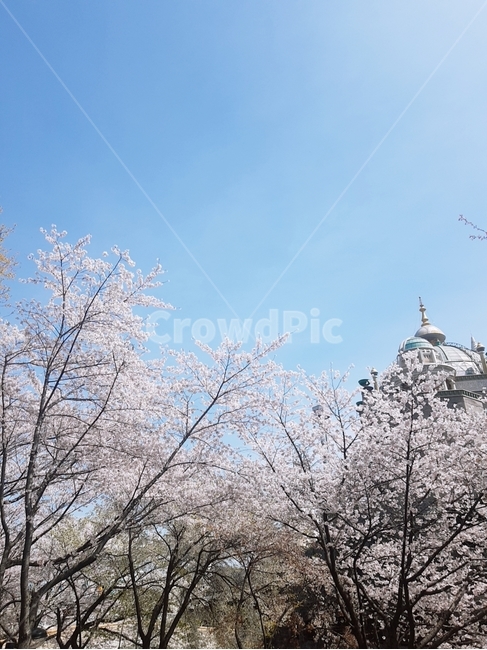 봄,벚꽃,공원,하늘,sakura,spring,flower,봄,계절,spring,season,plant,식물,꽃,blossom