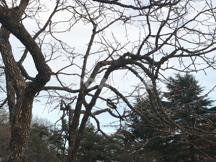 까치,나뭇가지,줄기,쉼,나무,새,목재,산속
