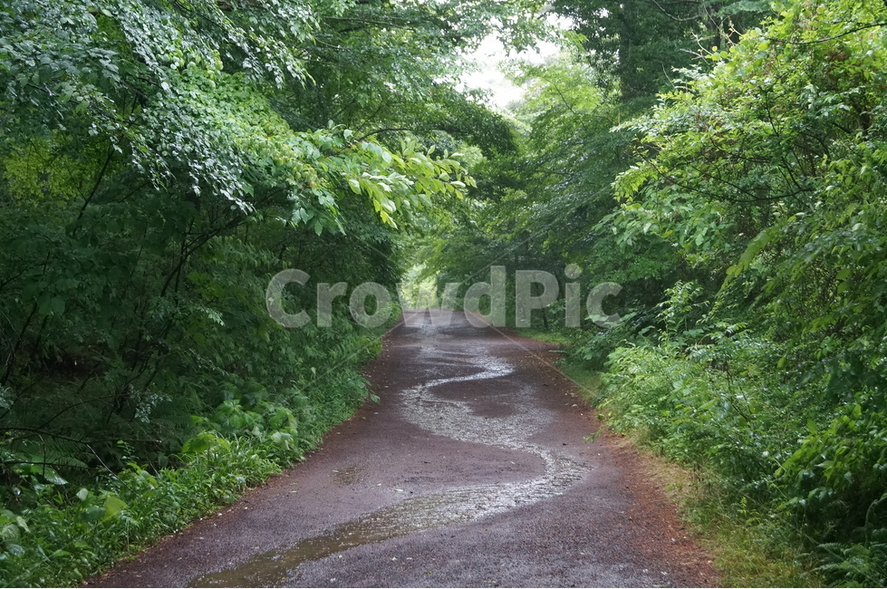 사려니숲길,숲,나무,비,비오는,숲속,자연,풍경,nature,landscape