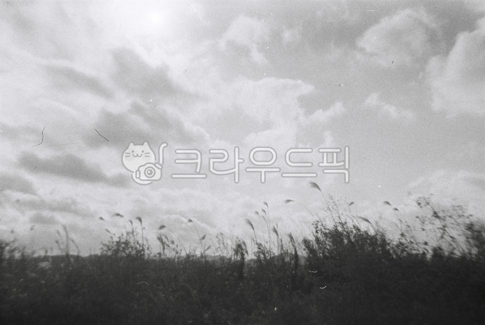 film photography,blackfilm,Reed,black and white film,film