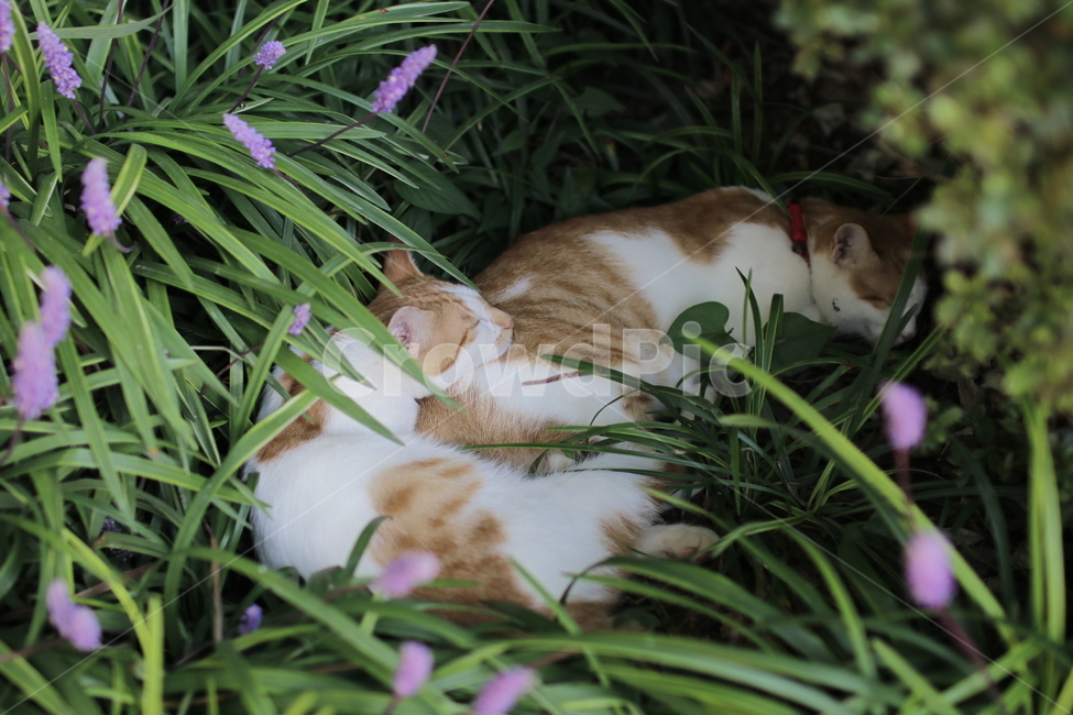 아기고양이,낮잠,나른함,고양이,동물,맥문동,동물,animal,포유류,mammal,고양이,cat,kitten,kitty