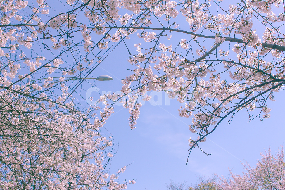 벚꽃,봄,벚꽃축제,꽃,cherryblossom,cherryblossoms,꽃축제,꽃나무,왕벚꽃,풍경,자연,봄,계절,spring,season,plant,식물,flower,cherry blossom,blossom