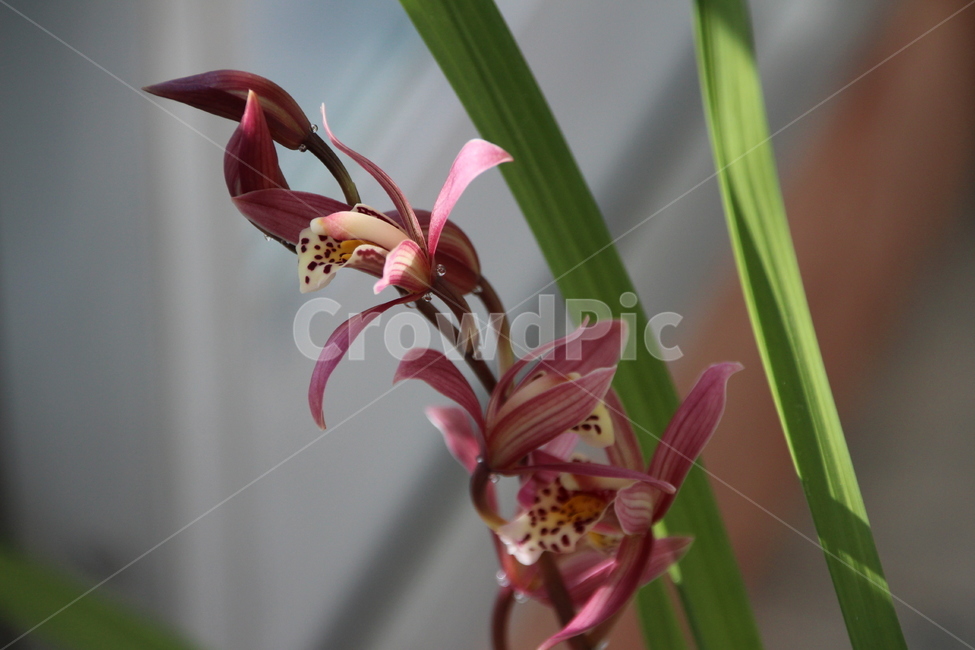 동양란,꽃,겨울,만개,보라,서양란,난초,접사,flower,plant,식물,자연,plants,nature,꽃,flower