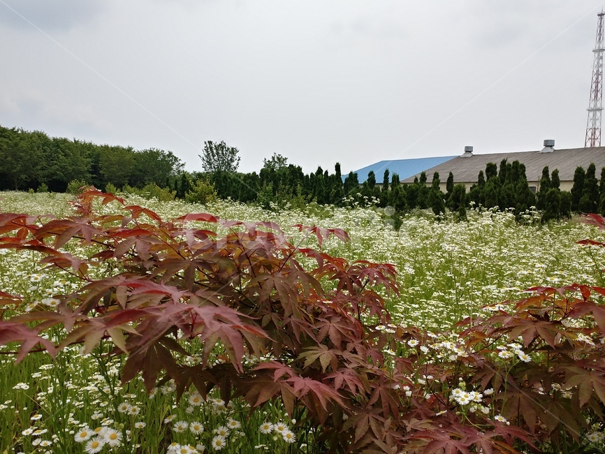 개망초,식물,초롱꽃목,국화과,왜풀,두해살이풀,망초,개망풀,넓은잎잔꽃풀
