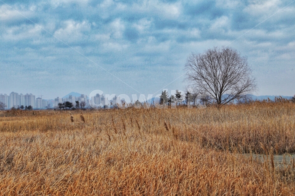 소래습지생태공원,생태공원,겨울하늘,겨울풍경,나무,겨울,계절,winter,season,자연,풍경,nature,landscape,한국자연풍경,한국자연경관,korea nature landscape,grass,잔디,plant,식물,grassland,목초지,field,들,outdoors,옥외