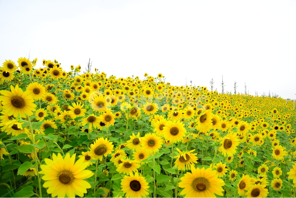 plant,식물,꽃,flower,해바라기,해,여름,식물,자연,plants,nature,꽃,flower