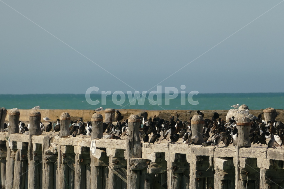 야생동물,생태계,새,야생,새때,동물,animal,조류,새,birds