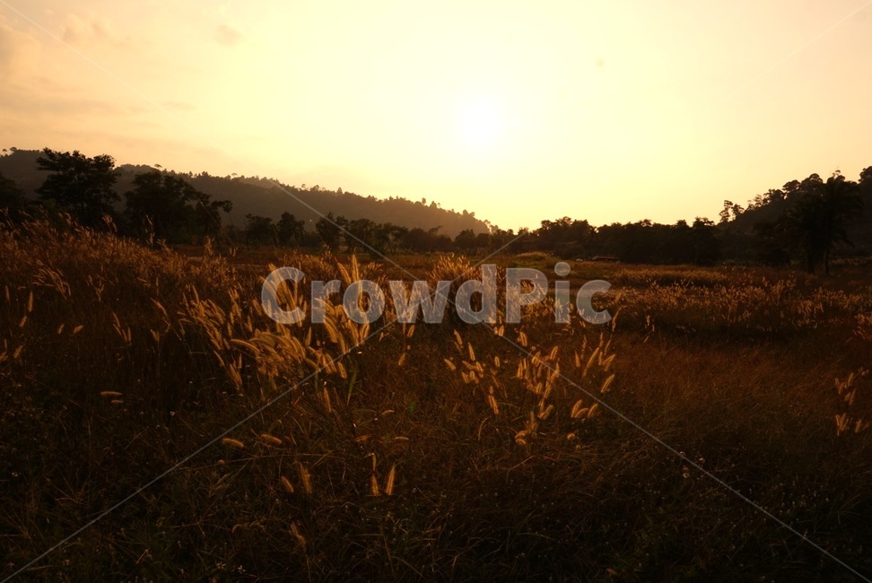 plant,식물,grass,잔디,노을,sunset