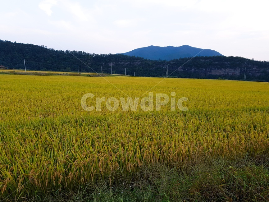 field,들,outdoors,nature,자연,countryside,농촌,농업,농사,agriculture,farming,farming industry