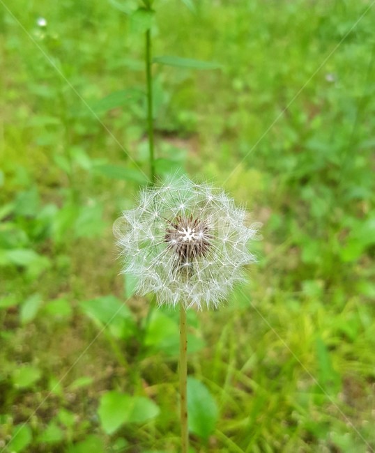 민들래,민들래씨,식물,씨앗,홀씨