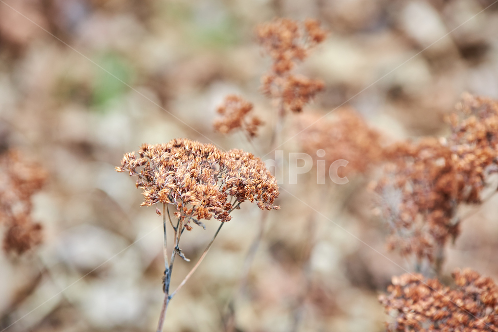 plant,식물,씨앗,씨,꽃씨