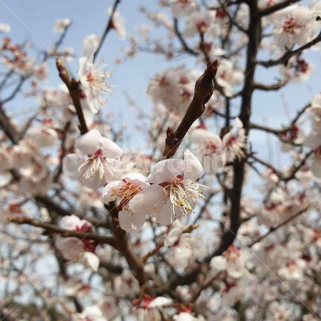 plant,식물,flower,꽃,blossom,매화,봄,spring
