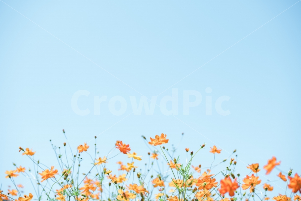 sky,Pyeongchangeup,yellow,yellow cosmos,Cosmos,Pyeongchang,flower,blue,rock park,autumn,Sky of Autumn