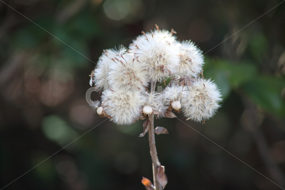 털머위,종자,번식,식물,seed,식물,자연,plants,nature