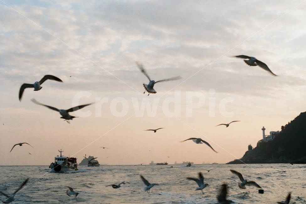 태종대,바다,갈매기,배,노을,필름사진,동물,animal,조류,새,birds