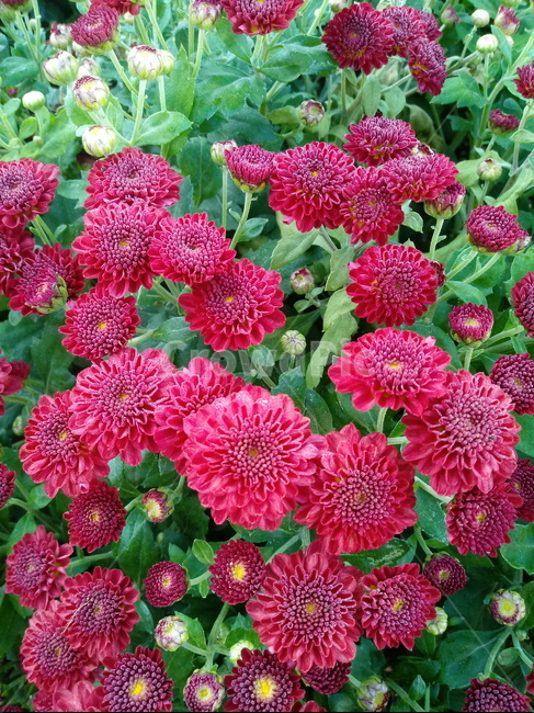 국화,菊花,식물,다년생초본식물,소국,plant,flower,blossom,가을꽃,식물,자연,plants,nature,꽃,flower
