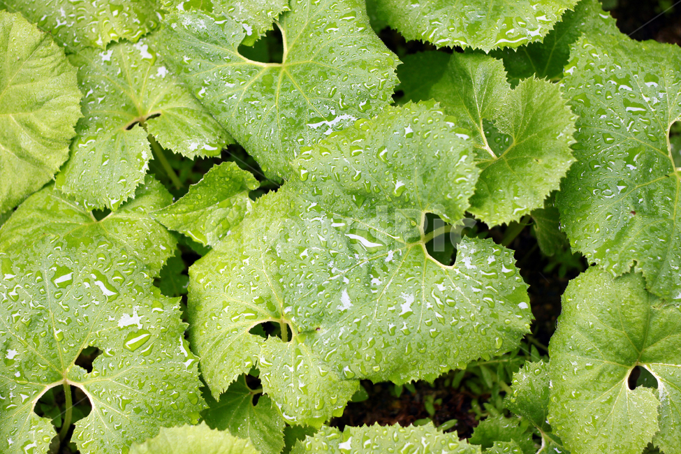 머위,머위나물,머위잎,머위재배,농작물,식물,자연,plants,nature