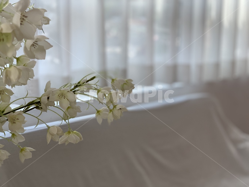 plant,식물,blossom,꽃,flower,flowerarrangement,꽃꽂이,흰꽃,whiteflower,커튼,curtain,흰색커튼,whitecurtain,white,whitetone