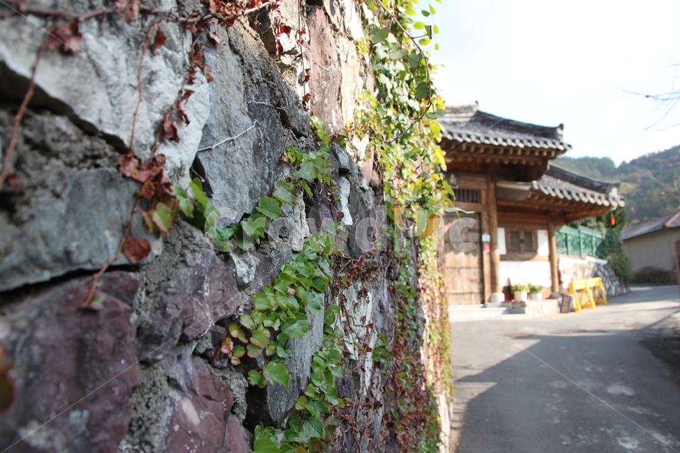 architecture,담쟁이,축대,기와,건물,식물,자연,plants,nature