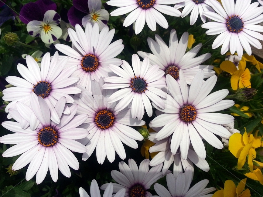 오스테오스펄멈,꽃,봄,자연,식물,아프리카원산,아프리칸데이지,flower,plant,floral,garden,Osteospermum,디모르포테카,데모루,오스테오스퍼멈,원예,아름다움,bloom,향기,화사,동그라미,꽃잎,암술,수술,beautiful,식물,자연,plants,nature,꽃,flower