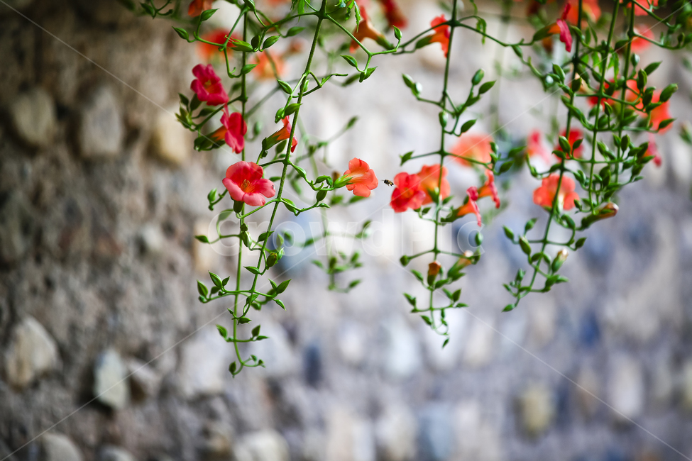plant,식물,꽃,능소화,여름,식물,자연,plants,nature,꽃,flower