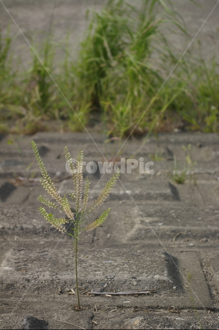 식물,plant,풀,잎,잡초