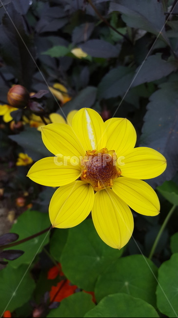 꽃,가을,노란꽃,플라워,flower