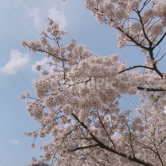 봄,벚꽃,꽃,소풍,꽃놀이,봄,계절,spring,season,식물,자연,plants,nature,꽃,flower,plant,blossom