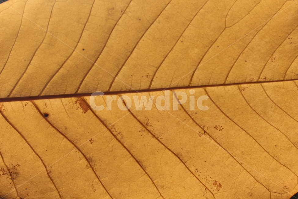 leaf,plant,잎,식물,단풍,가을,계절,fall,autumn,season