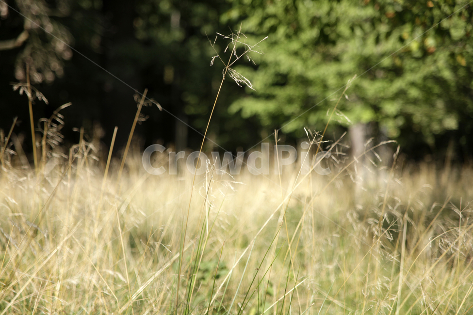 들판,초원,잔디,공원,풀,숲,나무,가을,식물,자연,plants,nature