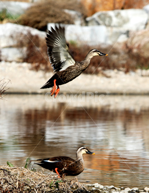 조류,bird,새,야생조류,오리,백로,외가리,동물,animal,조류,새,birds